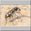 Cicindela hybrida - Duenen-Sandlaufkaefer 10 Sandgrube Niedringhaussee.jpg